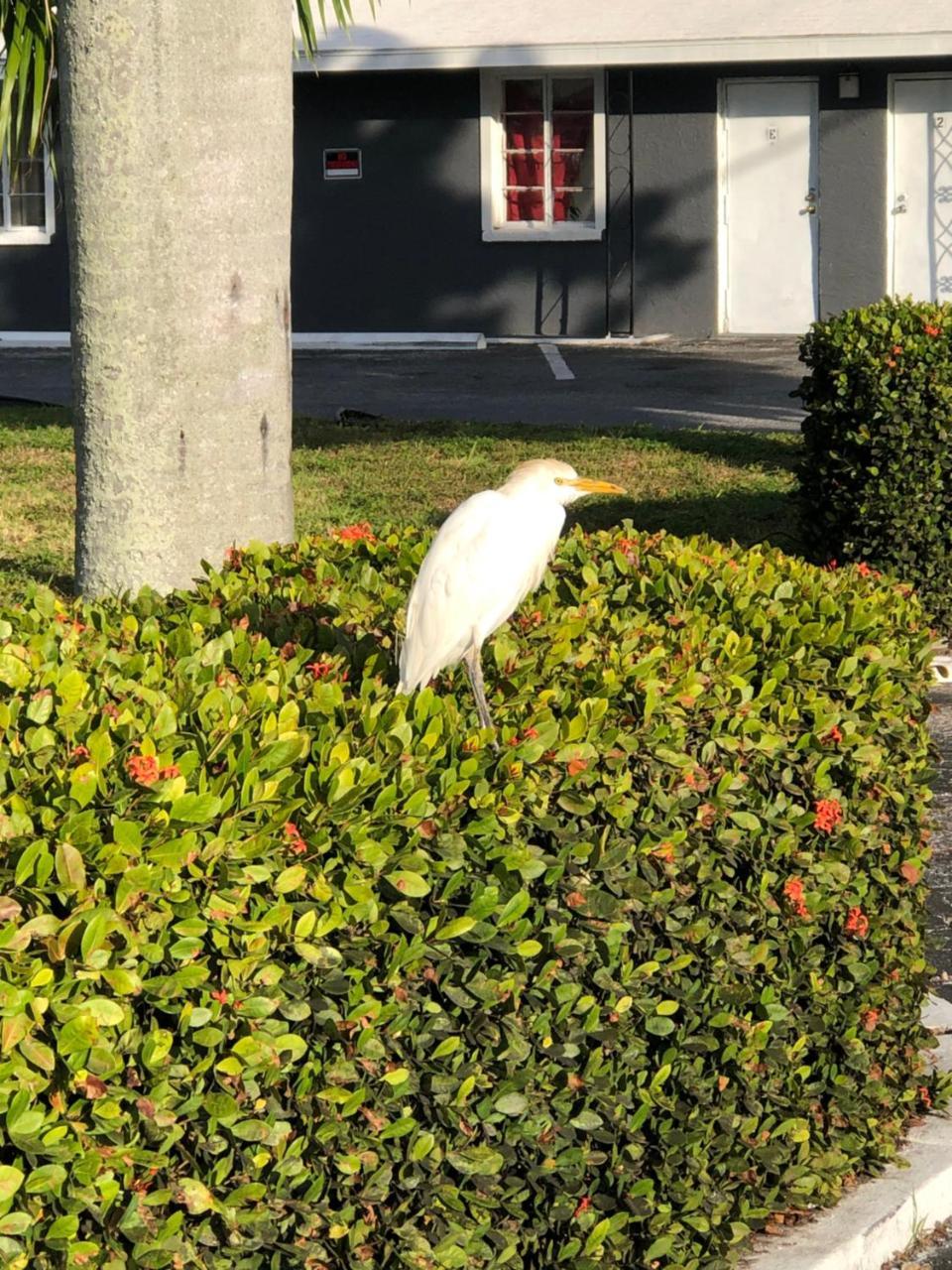 Bay Breeze Inn Bradenton Downtown Exterior foto